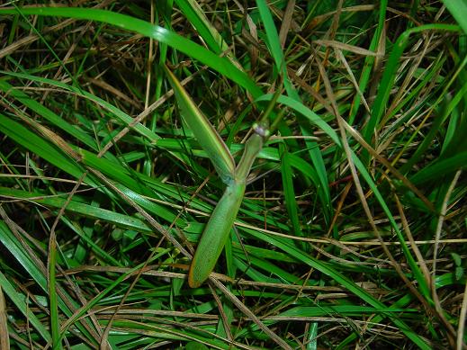 Maschi di Mantis religiosa